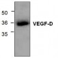 VEGF-D Antibody